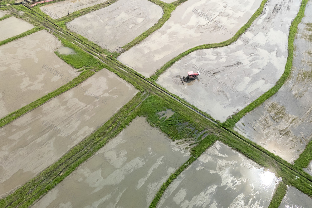 早稻 春耕 插秧 粮食