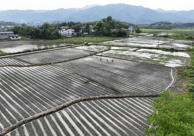 春耕 香芋种植 产业 乡村振兴