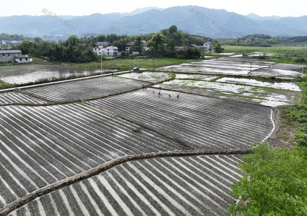 春耕 香芋种植 产业 乡村振兴