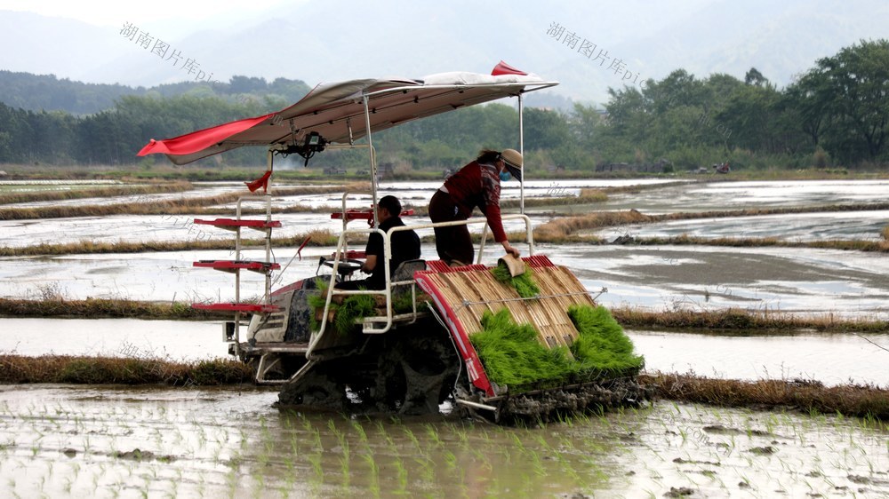 宁远 种粮 插秧机 作业   粮食