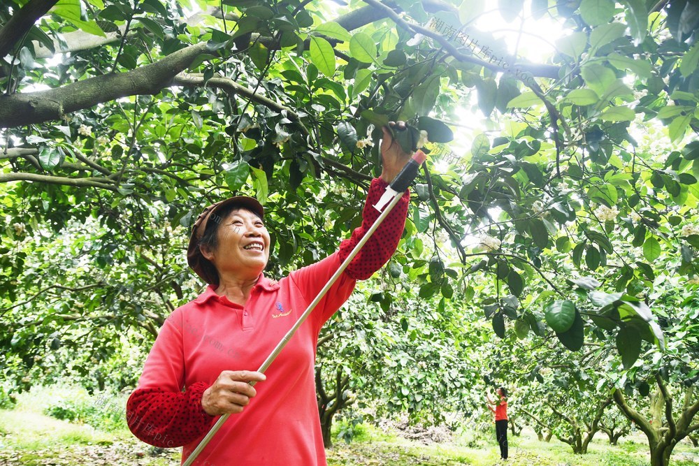 香柚人工授粉  实现增产增收