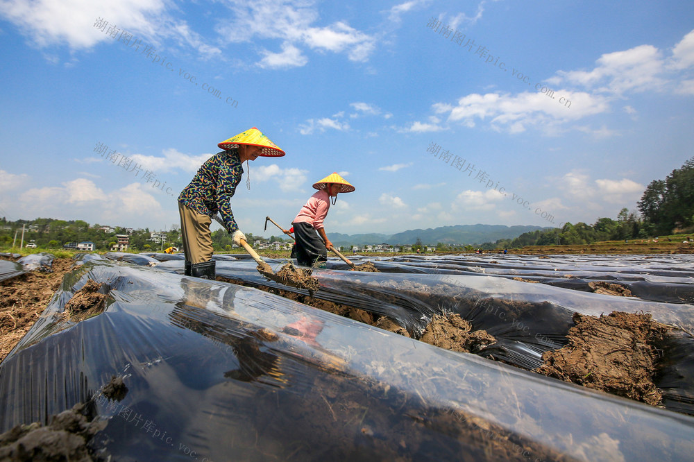 湖南，龙山，春天，春花，农民，田间，劳作，忙碌