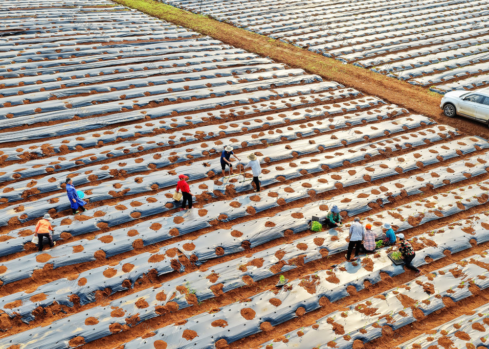 嘉禾：订单辣椒种植忙