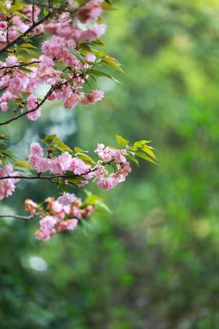樱花盛开 美景如画 春意渐浓