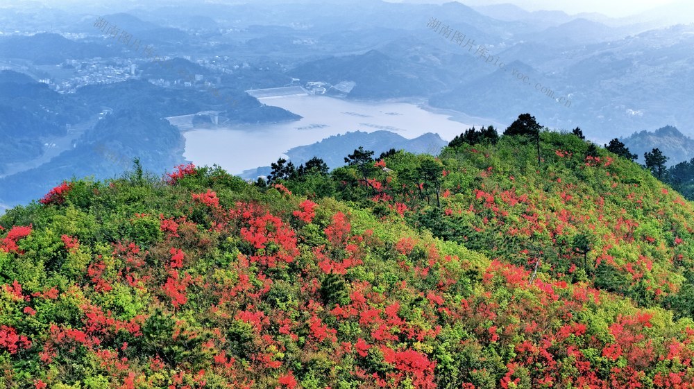 湖南 常宁 群山 杜鹃盛开 蓝天白云