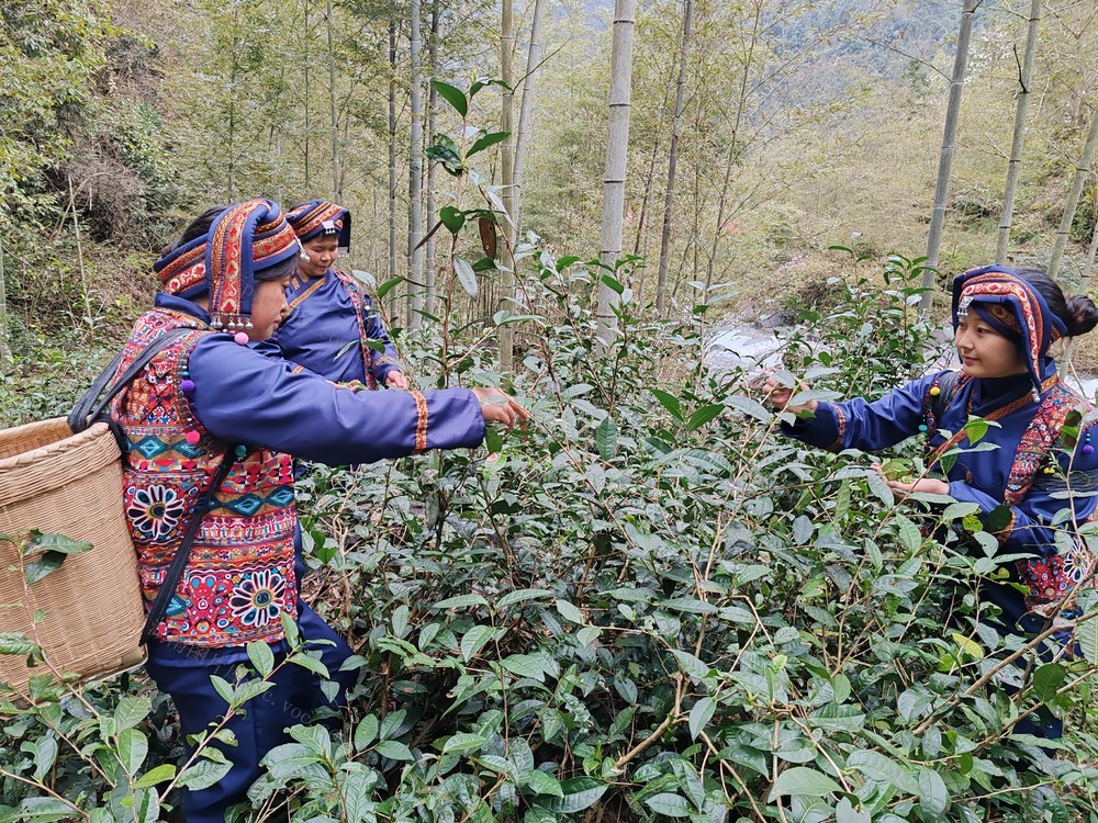 野茶生“金”促振兴