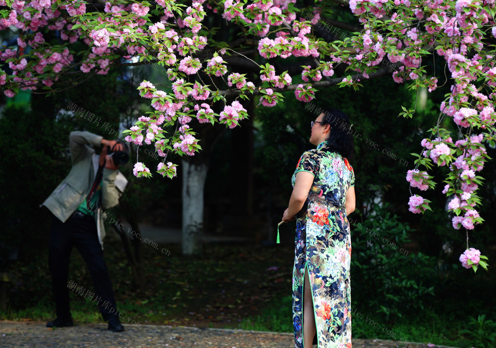 小区盛开烂漫樱花