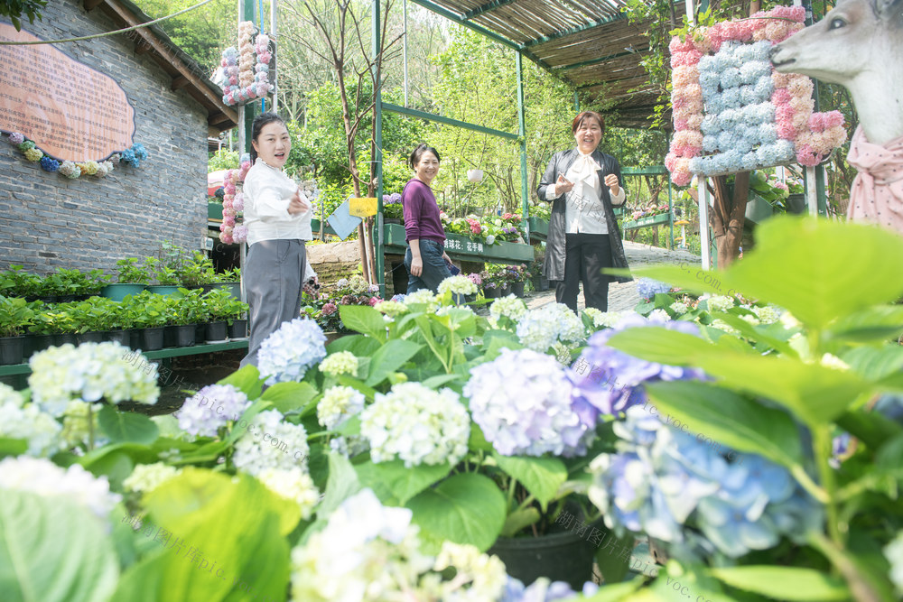 娄底 绣球花 赏花 花经济 花海
