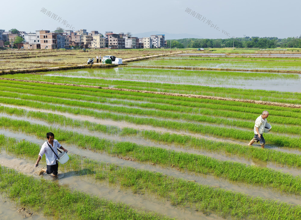 蓝山：集中育秧管护忙
