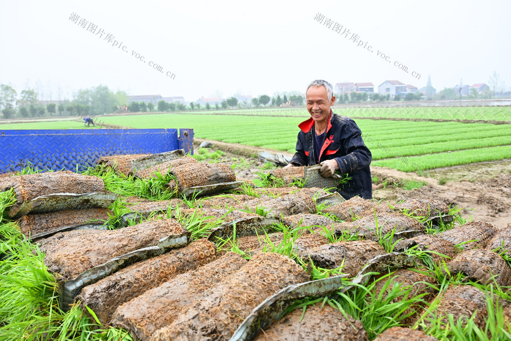 春耕  水稻  早稻  插秧机  秧苗