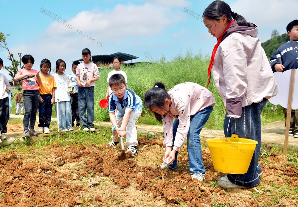 学生 劳动 种菜 基地