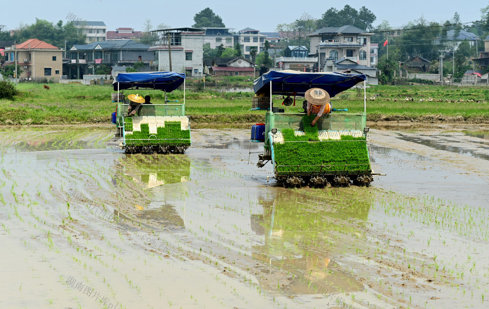 春耕，插秧，秧苗，农机，机械化，作业，田间，早稻，粮食生产，农民，农机手，插秧机，天气
