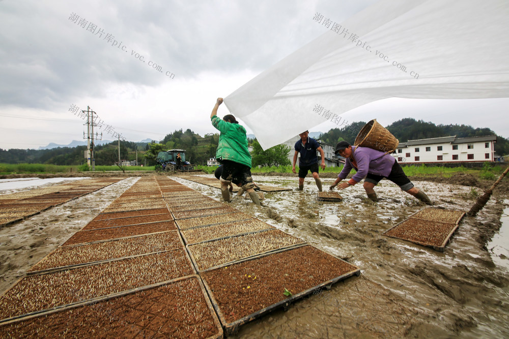 湖南，龙山，中稻，育秧，摆放，田间，履盖，春播，春种，忙碌