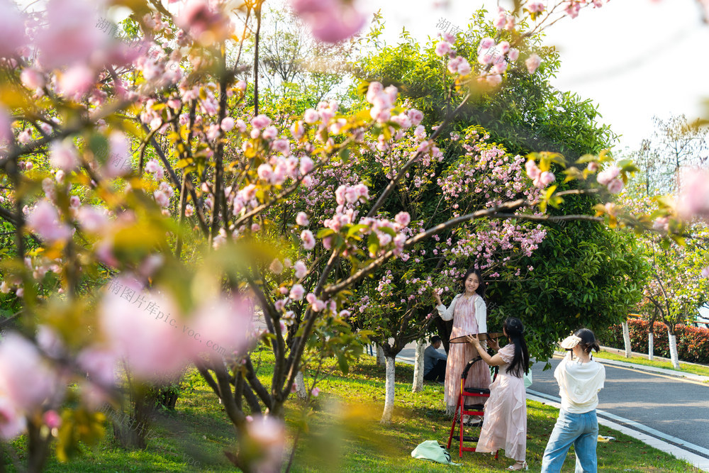 美景 春天景色 樱花盛开