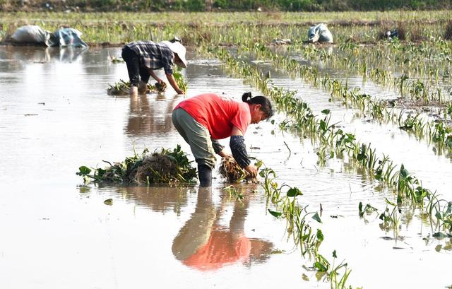 特色种植促增收