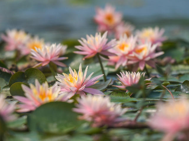 湖南道县：睡莲花开
