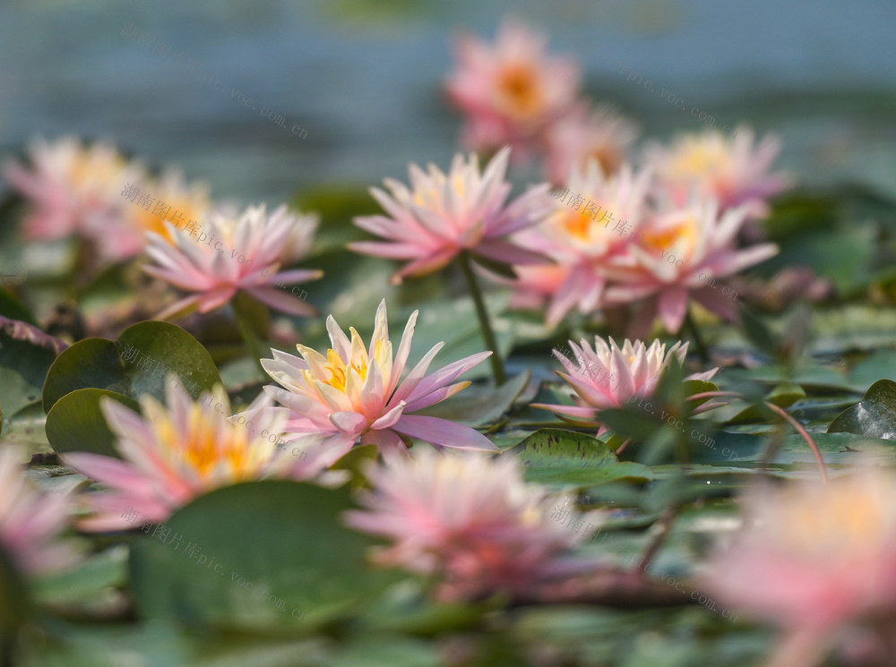 湖南道县：睡莲花开