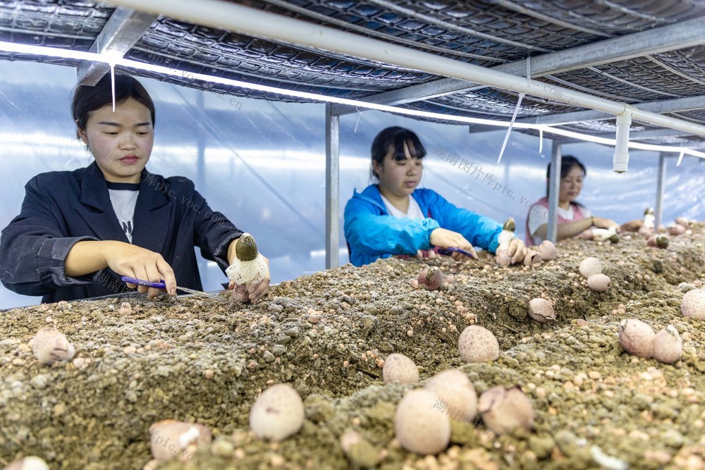 菌菇 食用菌 红托竹荪