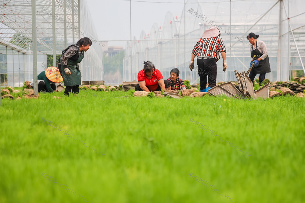 春耕 早稻 秧苗 集中育秧 农业