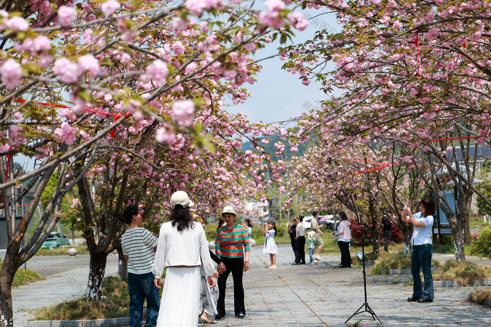 樱花 花 花海 春 春景