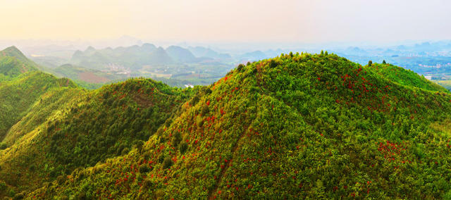 嘉禾：杜鹃花开   漫山红遍