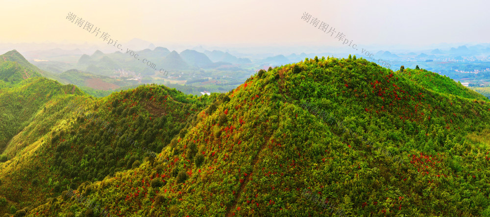 嘉禾：杜鹃花开   漫山红遍