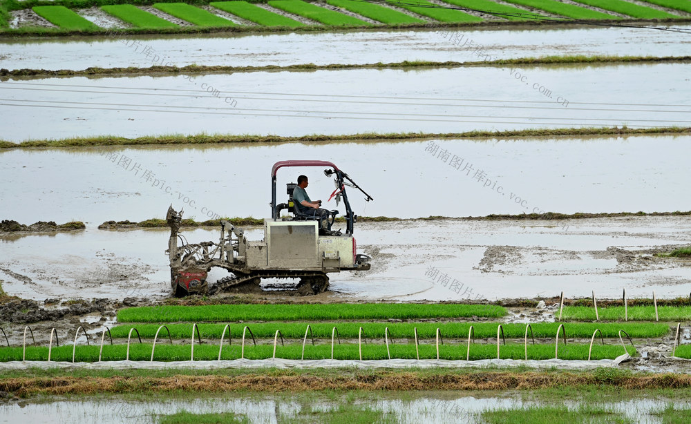 春耕，犁田，翻耕，水田，田间，农时，忙碌，农事，粮食生产，种粮，劳作，农民，农村