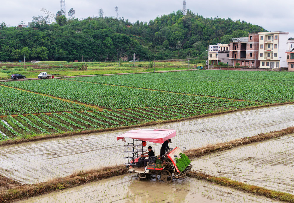 嘉禾：抢抓农时插秧忙