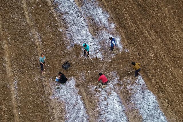 种植、农业、农作物、春耕、沙姜