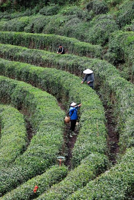 采茶 古丈毛尖 春茶 采摘春茶 高山茶
