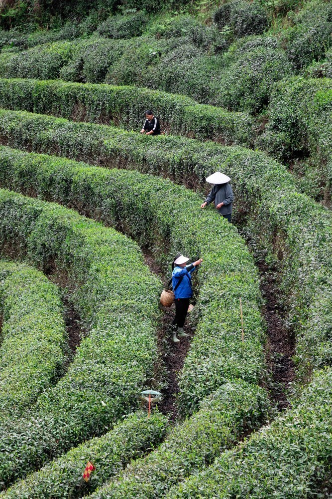 采茶 古丈毛尖 春茶 采摘春茶 高山茶