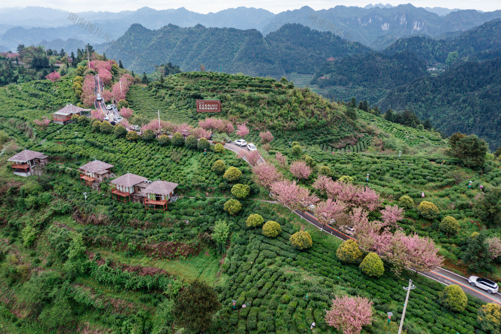古丈 茶旅融合 茶园 樱花 春游