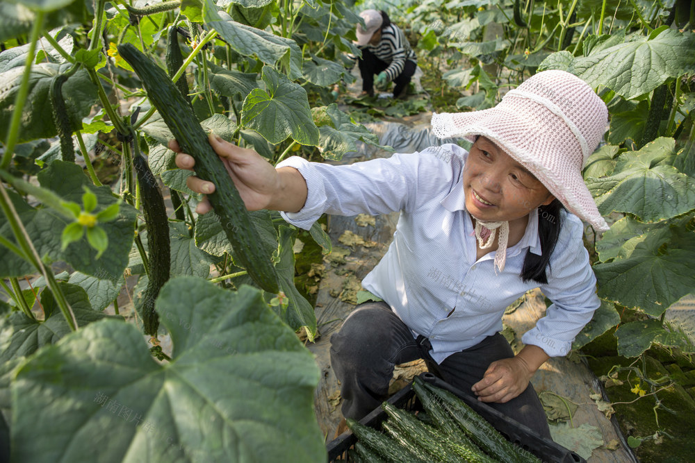 蔬菜，菜农，农家女，大棚蔬菜，温棚蔬菜，露地蔬菜，日光温棚，大拱棚，小拱棚，反季节蔬菜