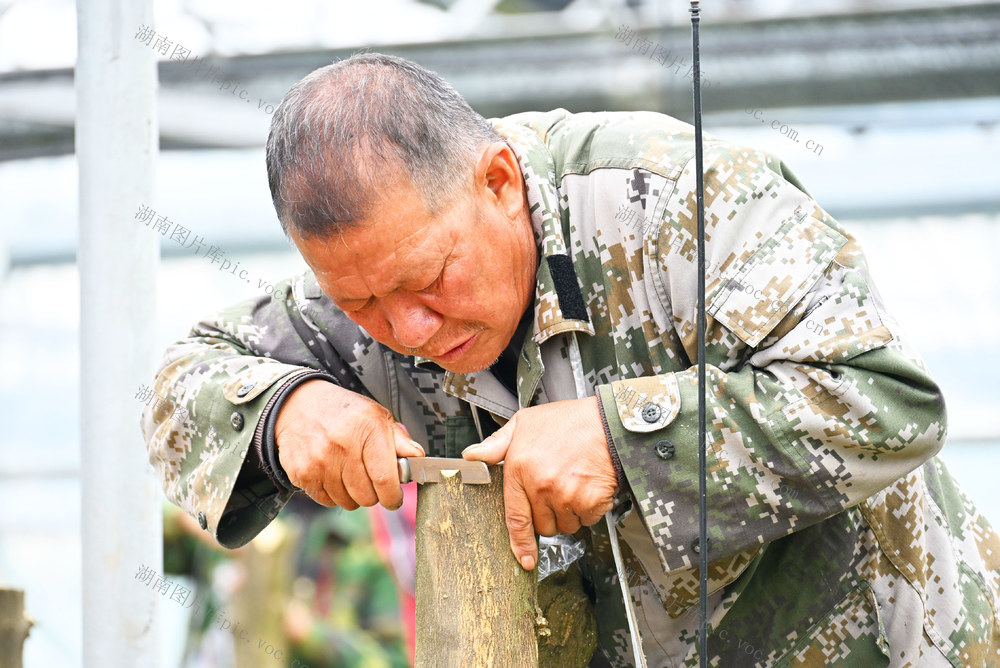 果树  橘类  果农  嫁接  品种改良  种植增收