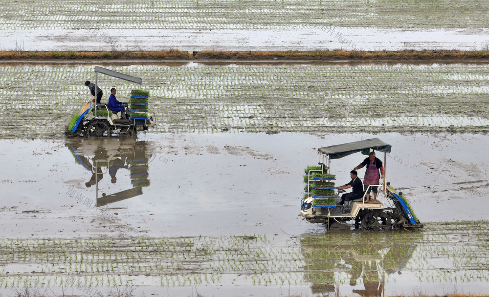 插秧，农机，机插，春耕，农时，早稻，秧苗，机械化，进度，作业，粮食，生产 田间 农业