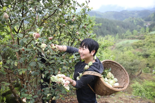  湖南龙山 生态和美，茶苞顠香