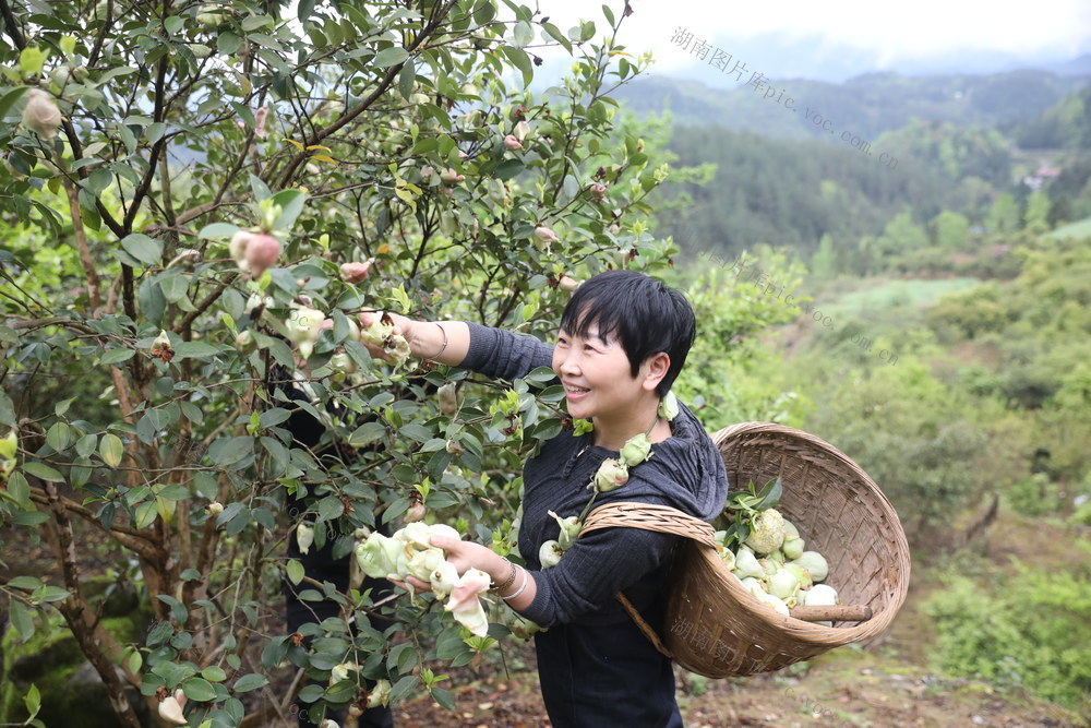 湖南龙山 生态和美，茶苞顠香