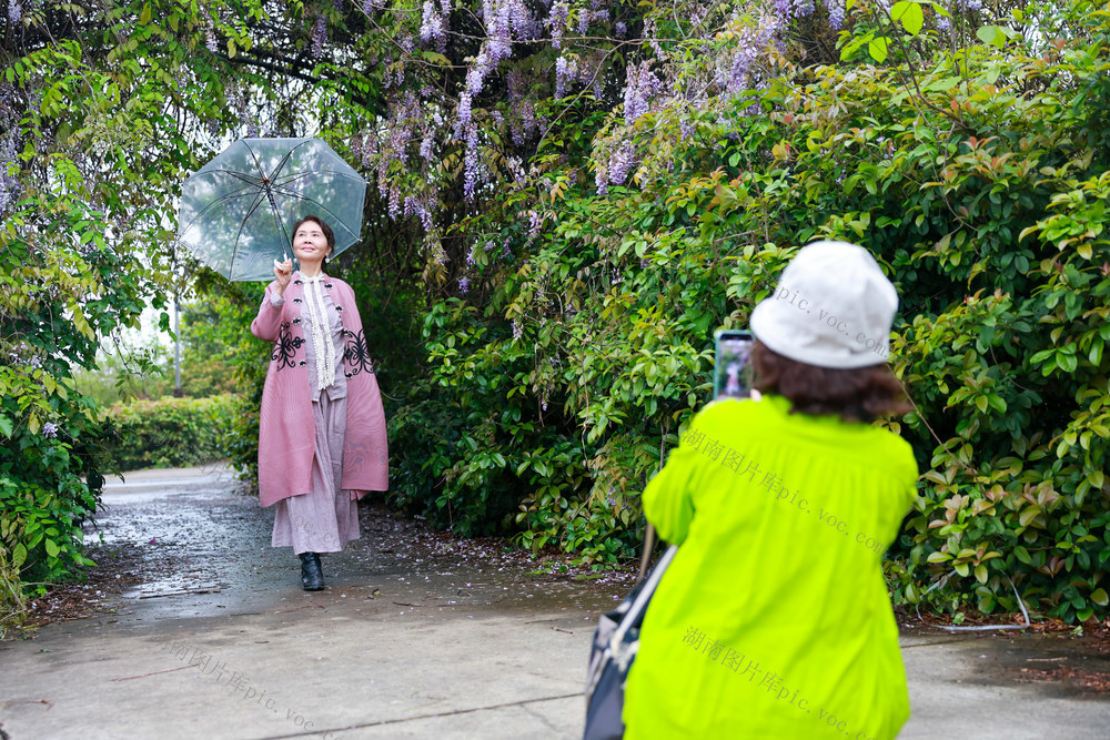 紫藤花 游客 柳叶湖 春日
