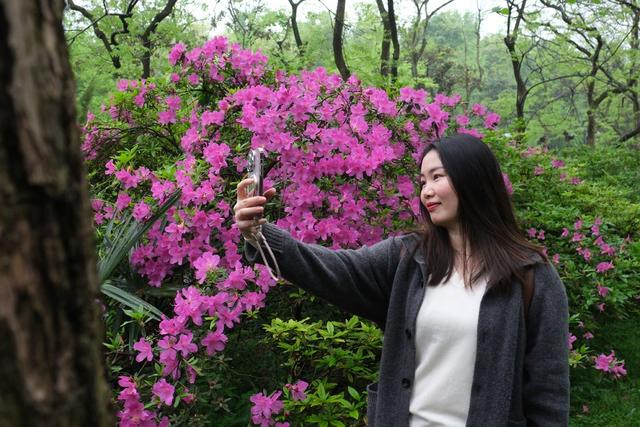 杜鹃花开
