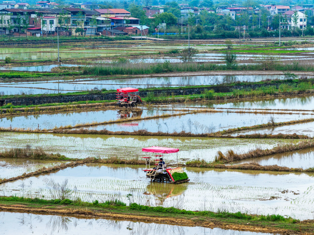 粮食生产  春插