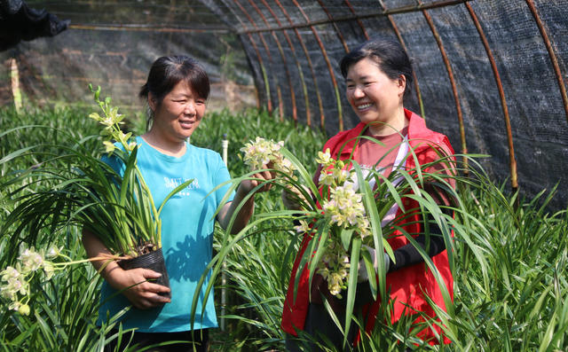 春耕 技术 党员 农民 致富