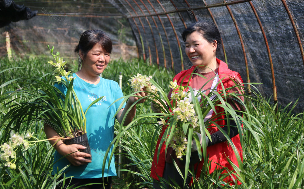 春耕 技术 党员 农民 致富