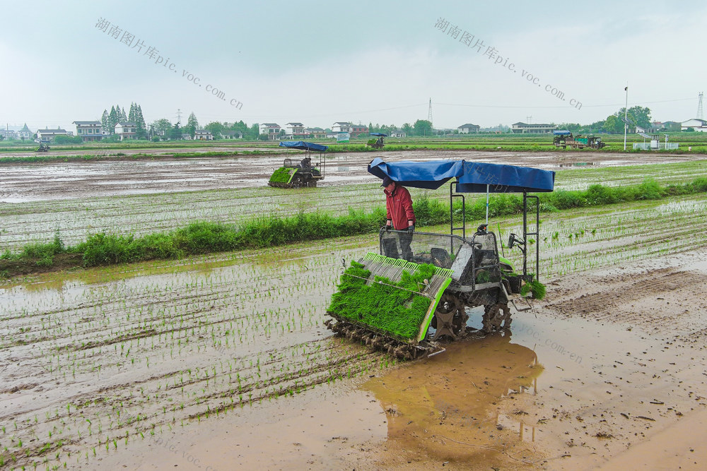 春耕   水稻  早稻   插秧   育秧  秧苗  机械   智能   设备  农田   农业  