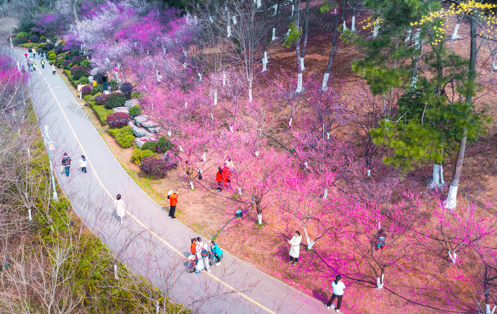 岳阳珍珠山公园梅花园 岳阳城市公园 岳阳旅游 岳阳绿化 岳阳自然风光 岳阳人文