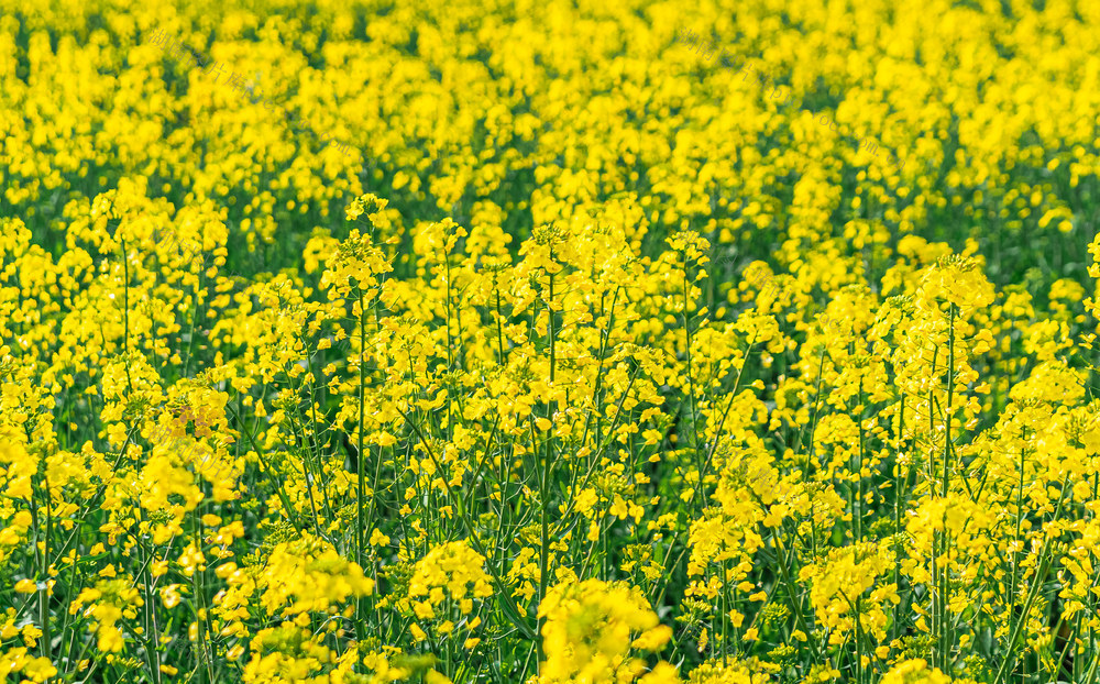 岳阳麻布山油菜花种植田 岳阳旅游 岳阳自然风光 岳阳乡镇旅游 岳阳油菜花田 麻布山风景区 