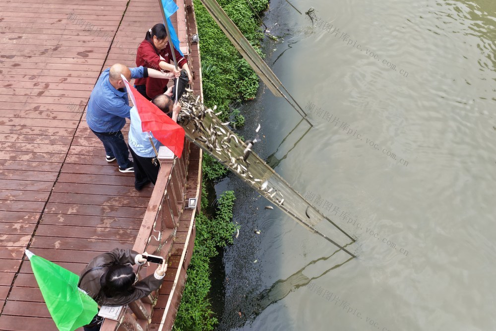 湖南桂东、增殖放流、180 万尾鱼苗、沤江、生态屏障、以鱼净水、连续 19 年、3800 万尾、非法捕捞、河道巡护、水生生物修复