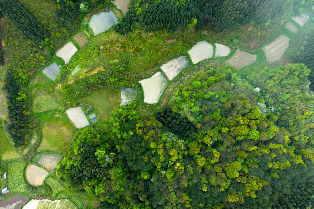 梯田 水田 田 耕地 乡村 生态