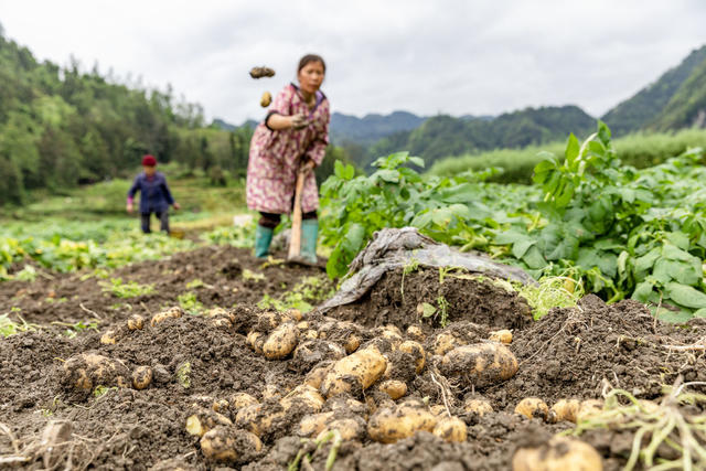 马铃薯 乡村振兴