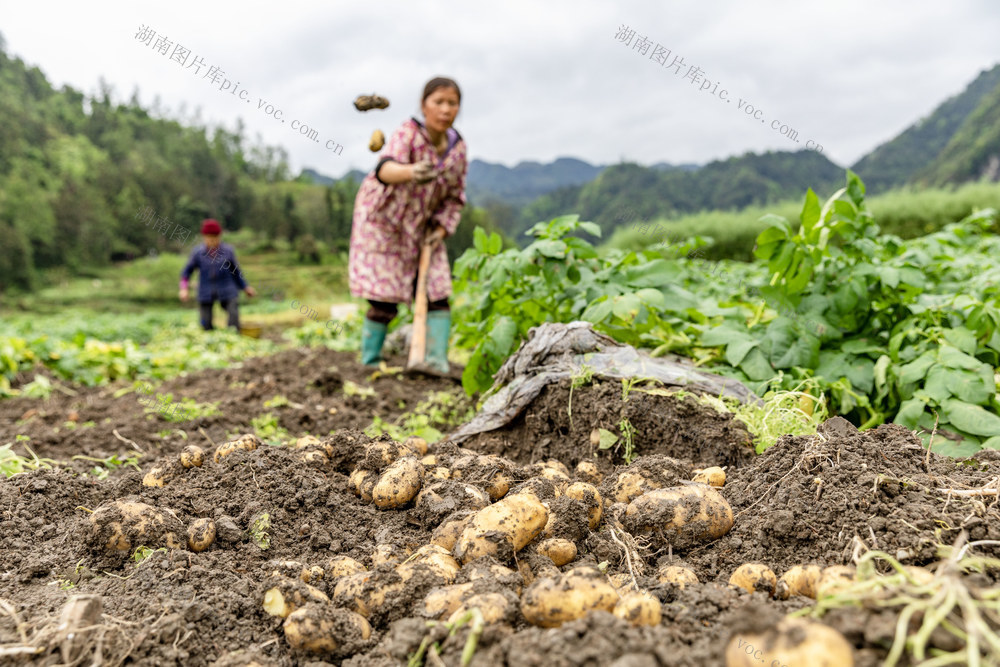 马铃薯 乡村振兴
