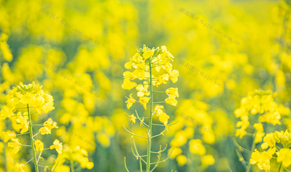 岳阳君山油菜花田 岳阳君山良心堡油菜花田 湖南油菜花 岳阳种植业 岳阳自然航拍 岳阳航拍